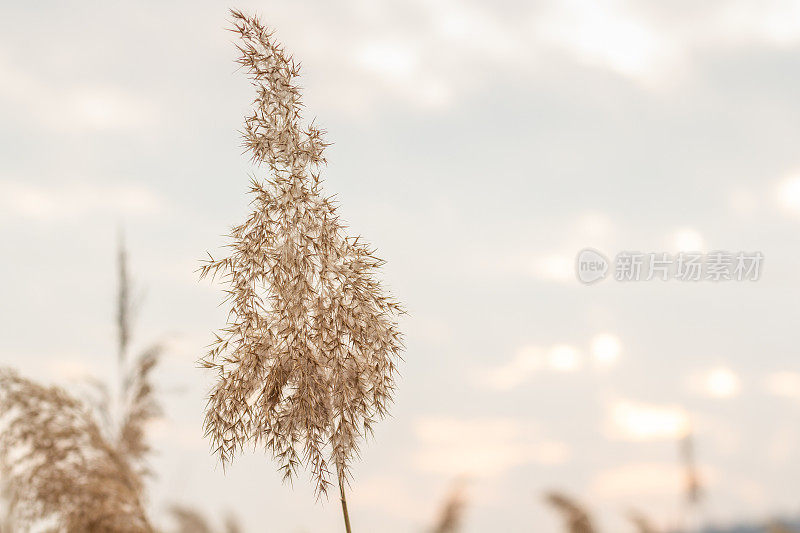 特写潘帕斯草(Cortaderia selloana)，芦苇。金色的芦苇在蓝天的映衬下随风摇摆。抽象的自然背景。美丽的图案在中性的颜色。有选择性的重点